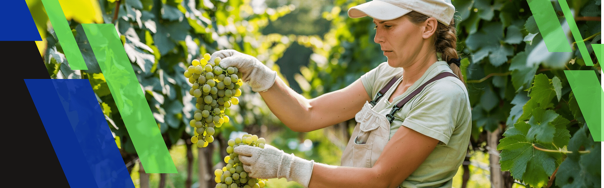Borászati és élelmiszeripari beruházások szakértője